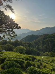 InfiniTea Leaves