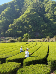 Round & Round Matcha