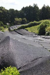 Kanoa Tea